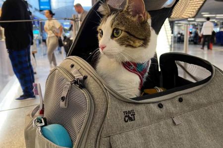 Best Pet Carrier for Travel: Choosing the Right Carrier for Your Pet