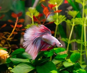 Best Fish Tank Plants for Beginners
