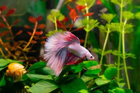 Best Fish Tank Plants for Beginners