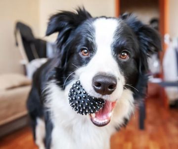 How to Introduce a New Dog to Your Home: A Step-by-Step Guide