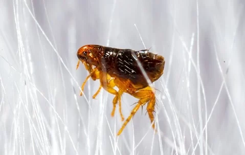 How to Prevent Fleas in Pet Reptiles: Essential Tips for a Flea-Free Reptile Habitat