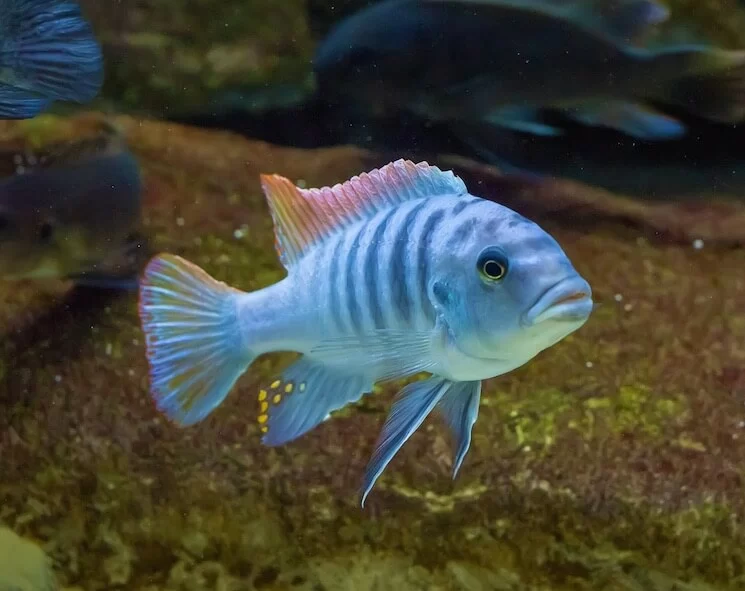 Best Exotic Fish Species for Beginners