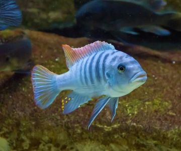 Best Exotic Fish Species for Beginners