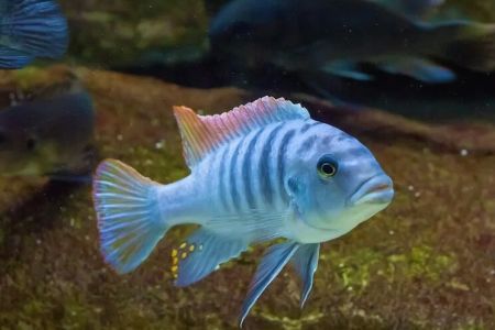 Best Exotic Fish Species for Beginners