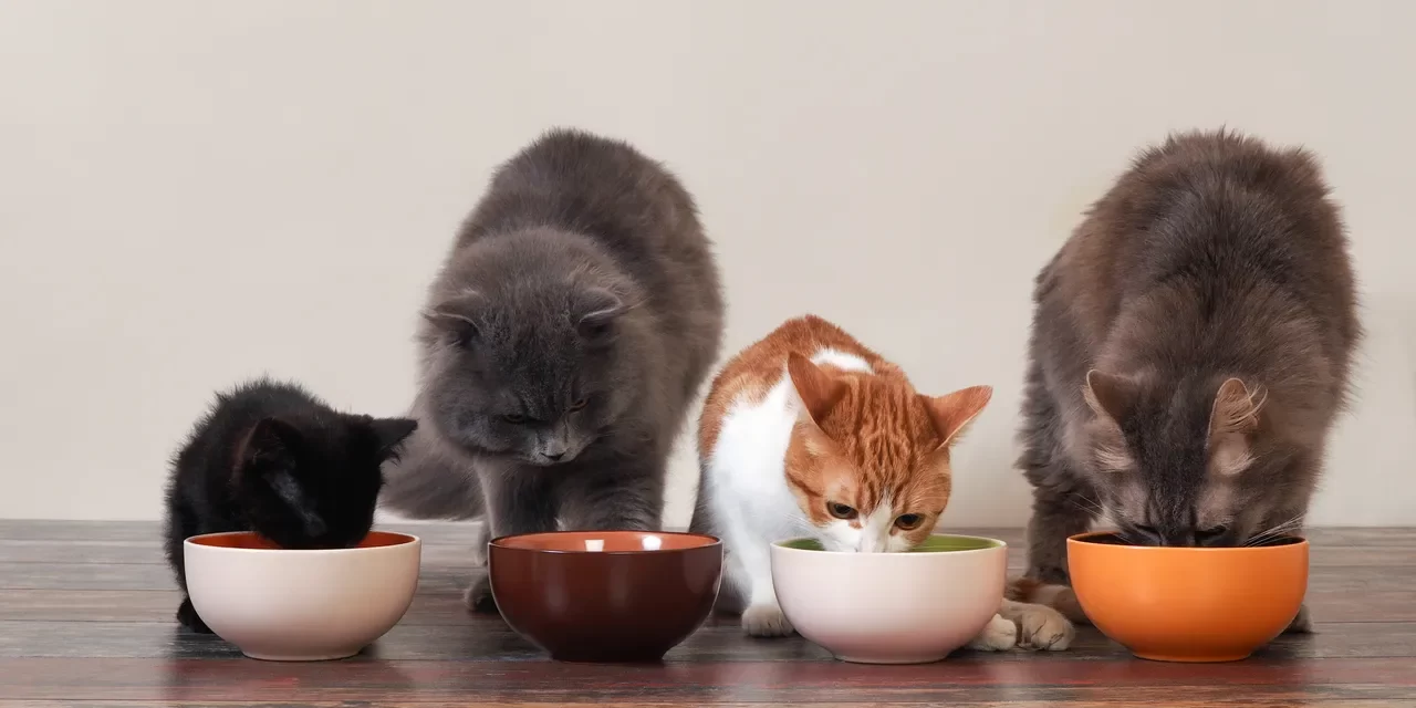 Affordable Dry Food for Cats: Finding the Best Options for Your Feline Friend