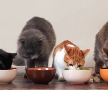 Affordable Dry Food for Cats: Finding the Best Options for Your Feline Friend