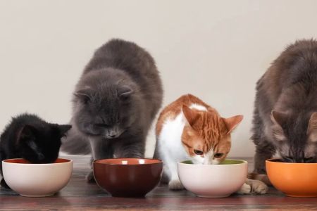 Affordable Dry Food for Cats: Finding the Best Options for Your Feline Friend