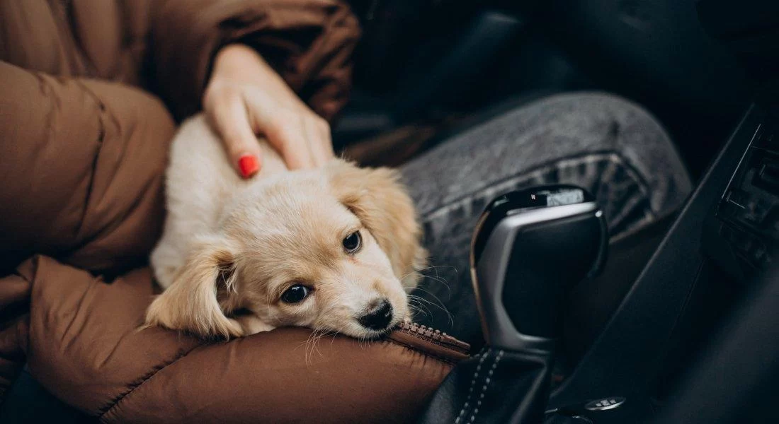 How Do I Handle My Pet’s Anxiety or Nervousness During Travel?