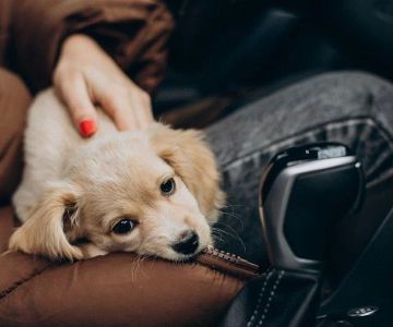How Do I Handle My Pet’s Anxiety or Nervousness During Travel?
