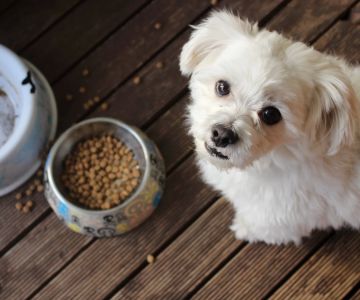 How to Know if My Dog Has a Food Allergy?
