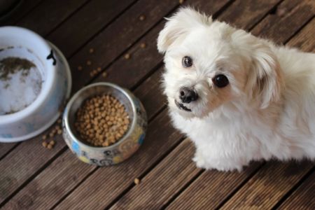 How to Know if My Dog Has a Food Allergy?