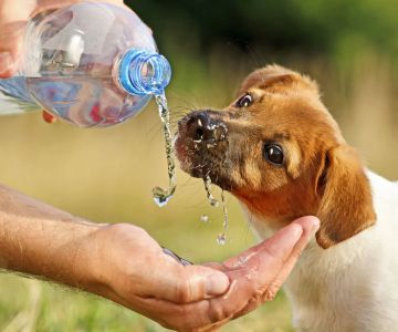 What Are the Signs That My Pet Is Dehydrated? Understanding Pet Hydration