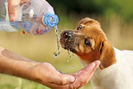 What Are the Signs That My Pet Is Dehydrated? Understanding Pet Hydration