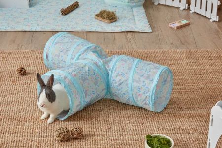 Best Ways to Entertain a Pet Rabbit Indoors