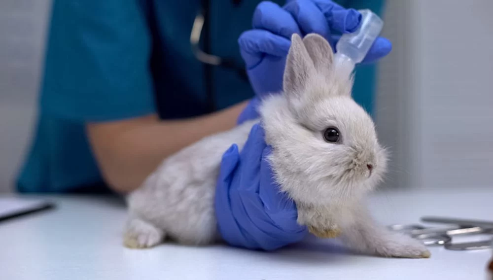 How to Prevent Ear Mites in Pet Rabbits