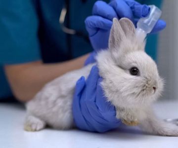 How to Prevent Ear Mites in Pet Rabbits