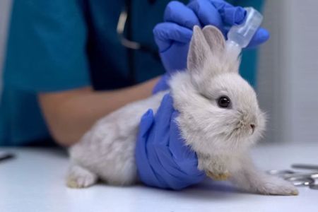 How to Prevent Ear Mites in Pet Rabbits