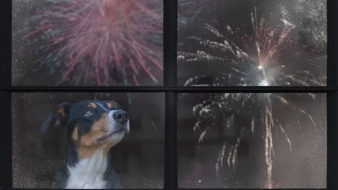 How to Deal with a Pet Who Is Afraid of Fireworks: Effective Strategies for Calming Your Pet