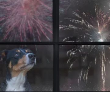 How to Deal with a Pet Who Is Afraid of Fireworks: Effective Strategies for Calming Your Pet