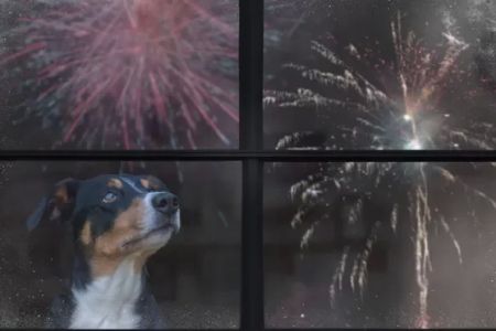 How to Deal with a Pet Who Is Afraid of Fireworks: Effective Strategies for Calming Your Pet