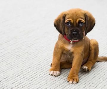 How to Handle a Pet with Frequent Accidents in the House – Effective Tips and Solutions