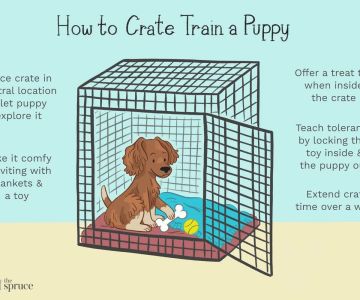 How to Crate Train a Dog