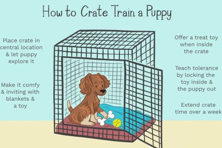 How to Crate Train a Dog