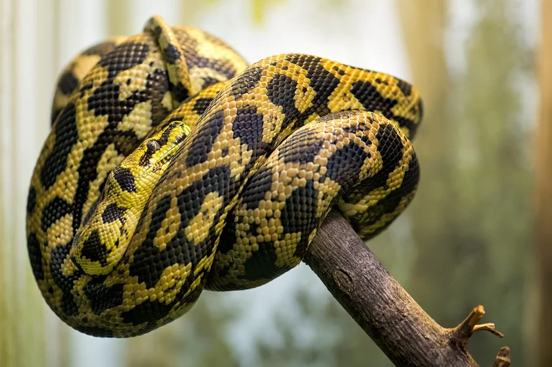 How to Care for a Pet Snake with Eye Infections: Treatment, Symptoms, and Preventive Tips