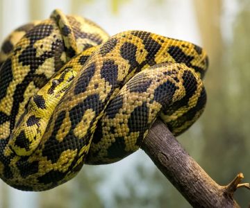 How to Care for a Pet Snake with Eye Infections: Treatment, Symptoms, and Preventive Tips