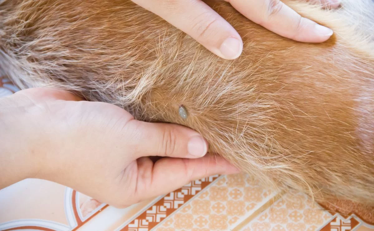 What Are the Signs of Flea Allergies in Dogs? Identifying and Treating Flea Allergies
