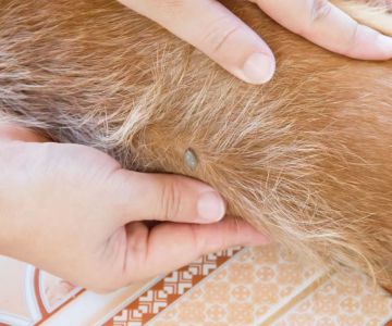 What Are the Signs of Flea Allergies in Dogs? Identifying and Treating Flea Allergies
