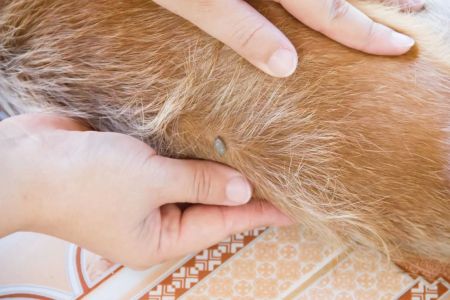 What Are the Signs of Flea Allergies in Dogs? Identifying and Treating Flea Allergies