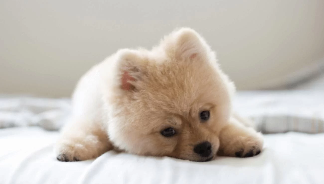 Best Dog Blankets for Cozy Sleep