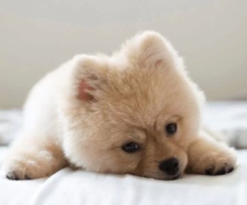 Best Dog Blankets for Cozy Sleep