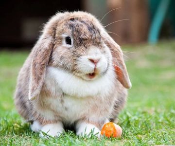 How to Care for a Pet Rabbit with Dental Problems: A Complete Guide