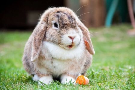 How to Care for a Pet Rabbit with Dental Problems: A Complete Guide