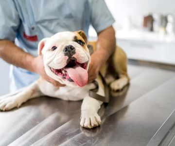How Often Should My Dog Get Vaccinated? A Complete Guide to Dog Vaccination