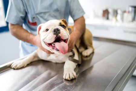 How Often Should My Dog Get Vaccinated? A Complete Guide to Dog Vaccination