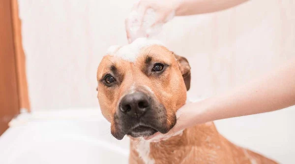How to Groom a Dog at Home: Step-by-Step Guide for Pet Owners