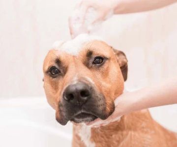 How to Groom a Dog at Home: Step-by-Step Guide for Pet Owners