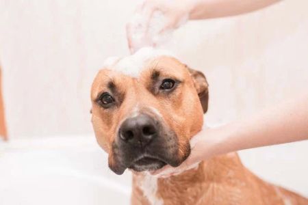 How to Groom a Dog at Home: Step-by-Step Guide for Pet Owners