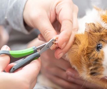 How to Care for a Guinea Pig’s Nails: Essential Tips for Healthy Nails