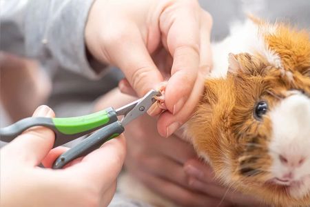 How to Care for a Guinea Pig’s Nails: Essential Tips for Healthy Nails