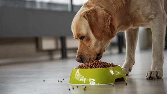Healthy Snacks for Dogs with Weight Problems: A Guide to Nutritious Options