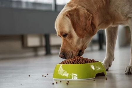 Healthy Snacks for Dogs with Weight Problems: A Guide to Nutritious Options