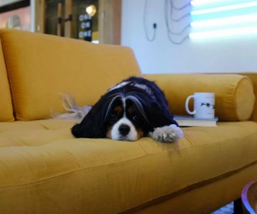How to Stop Your Dog from Jumping on Furniture: Effective Training Tips