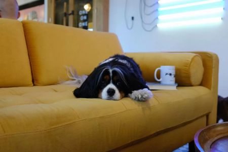 How to Stop Your Dog from Jumping on Furniture: Effective Training Tips