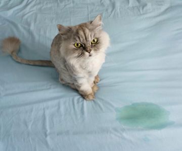 How to Stop Your Cat from Peeing Outside the Litter Box