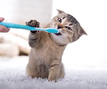 How to Brush a Cat’s Teeth: A Comprehensive Guide