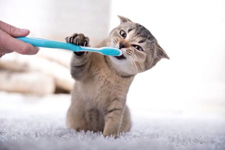 How to Brush a Cat’s Teeth: A Comprehensive Guide